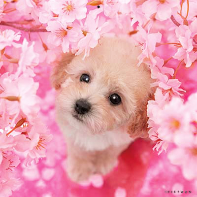 PICTWANカレンダー 4月