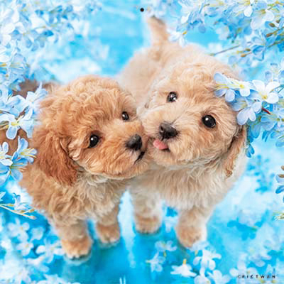 PICTWANカレンダー 5月