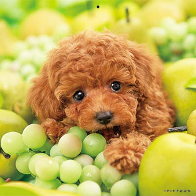 PICTWANカレンダー 6月