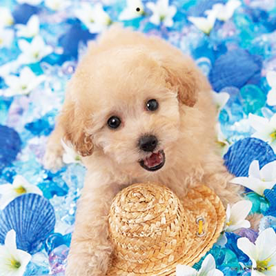 PICTWANカレンダー 7月