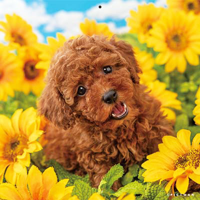 PICTWANカレンダー 8月