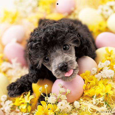 PICTWANカレンダー 9月