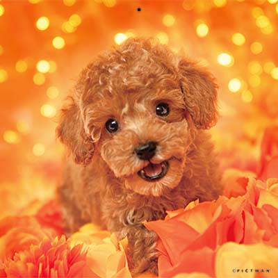 PICTWANカレンダー 10月