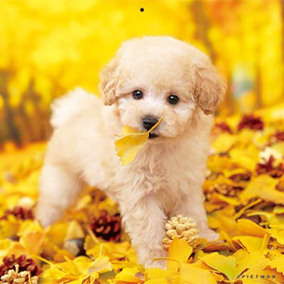 PICTWANカレンダー 11月