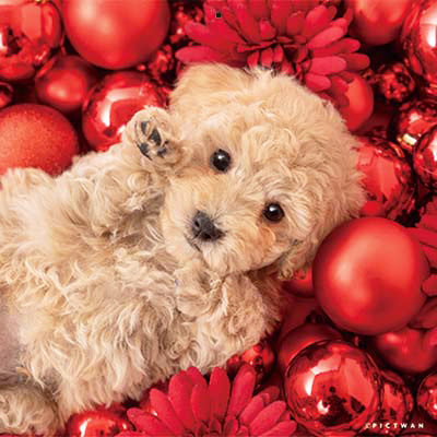 PICTWANカレンダー 12月