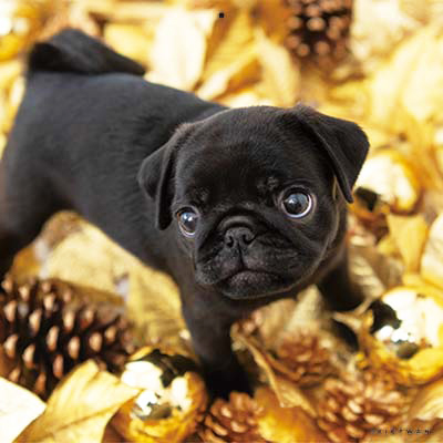 PICTWANカレンダー 1月