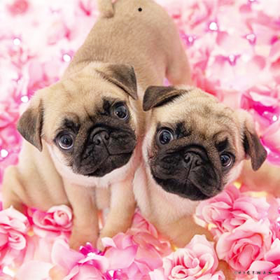 PICTWANカレンダー 2月