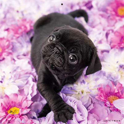 PICTWANカレンダー 3月