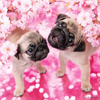 PICTWANカレンダー 4月