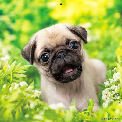 PICTWANカレンダー 5月