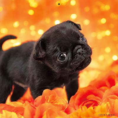 PICTWANカレンダー 6月