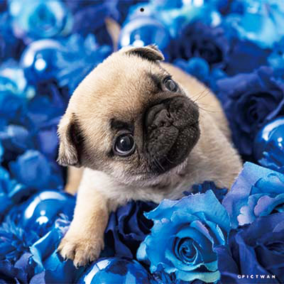 PICTWANカレンダー 7月