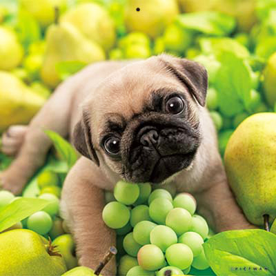 PICTWANカレンダー 8月