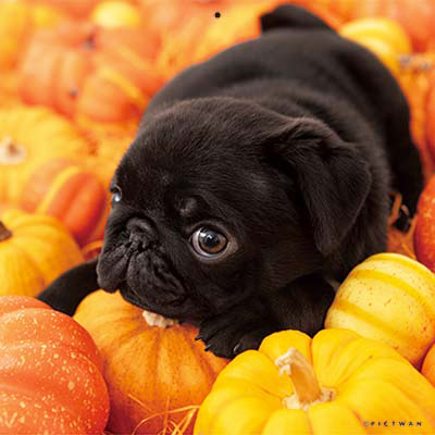 PICTWANカレンダー 9月