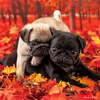 PICTWANカレンダー 10月