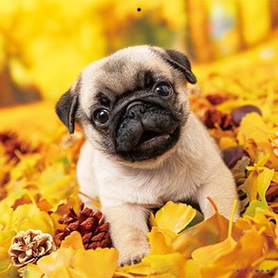 PICTWANカレンダー 11月