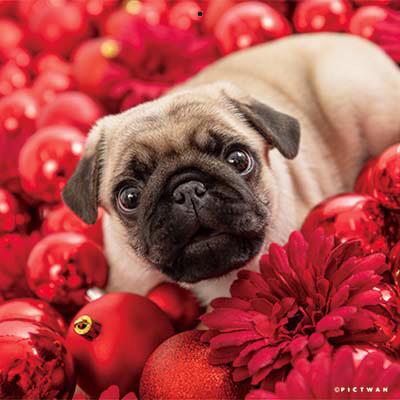 PICTWANカレンダー 12月