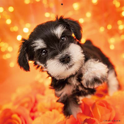 PICTWANカレンダー 1月