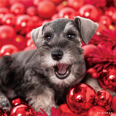 PICTWANカレンダー 2月