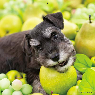 PICTWANカレンダー 3月