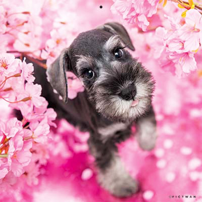 PICTWANカレンダー 4月