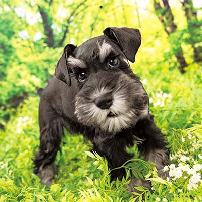 PICTWANカレンダー 5月