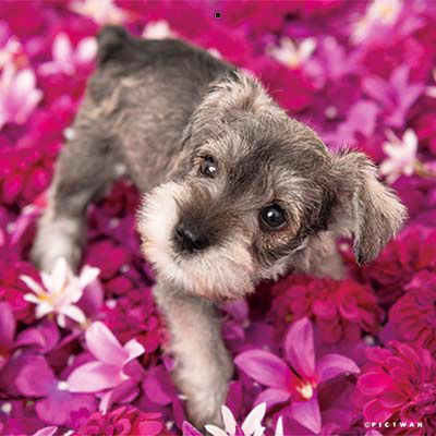 PICTWANカレンダー 6月