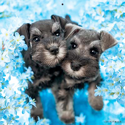 PICTWANカレンダー 7月