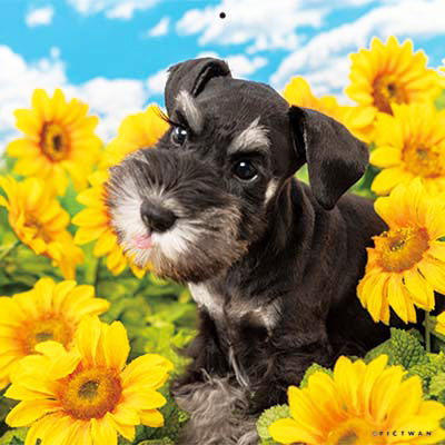 PICTWANカレンダー 8月