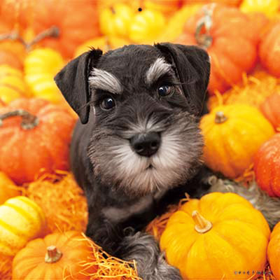 PICTWANカレンダー 9月