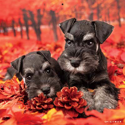 PICTWANカレンダー 10月