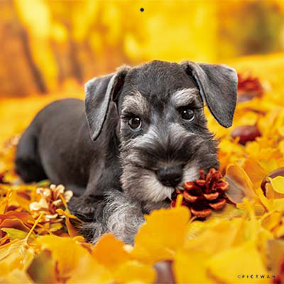 PICTWANカレンダー 11月