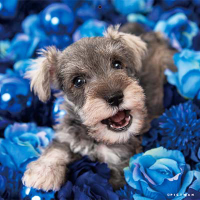 PICTWANカレンダー 12月