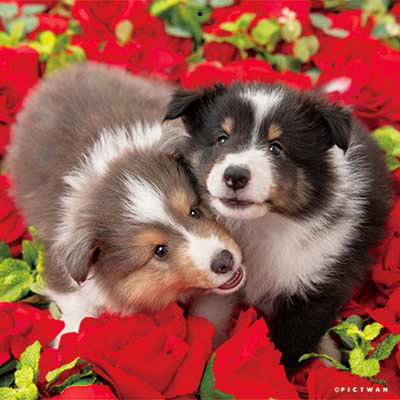 PICTWANカレンダー 1月