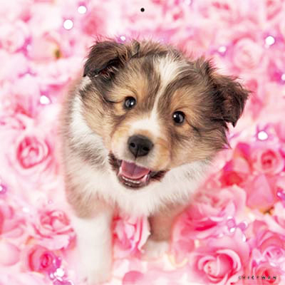 PICTWANカレンダー 2月