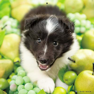 PICTWANカレンダー 3月