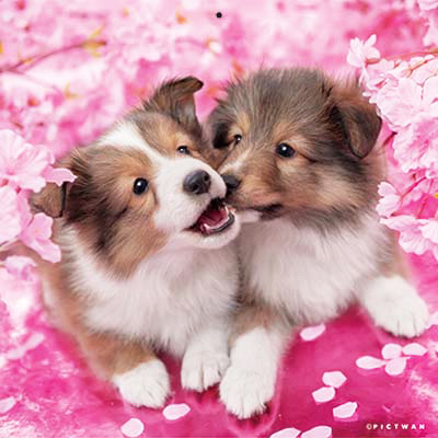 PICTWANカレンダー 4月