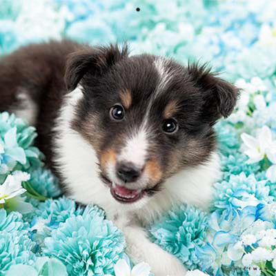 PICTWANカレンダー 5月