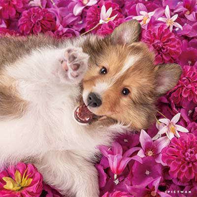 PICTWANカレンダー 6月