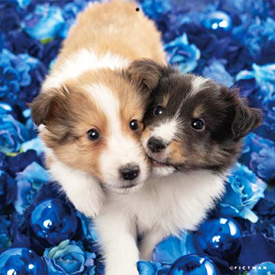 PICTWANカレンダー 7月