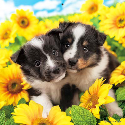 PICTWANカレンダー 8月