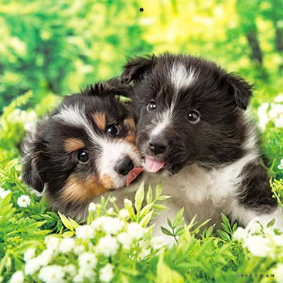 PICTWANカレンダー 9月