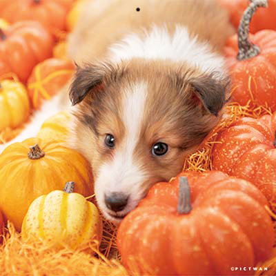 PICTWANカレンダー 10月