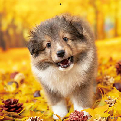 PICTWANカレンダー 11月