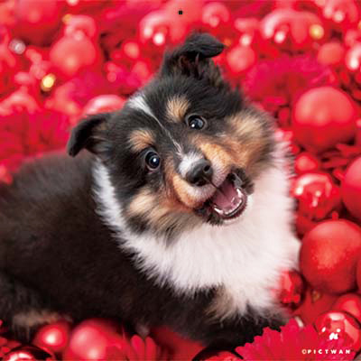 PICTWANカレンダー 12月