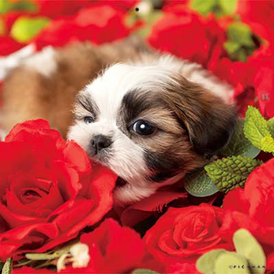 PICTWANカレンダー 1月