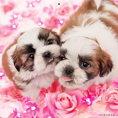 PICTWANカレンダー 2月