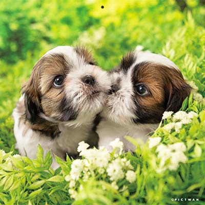 PICTWANカレンダー 3月