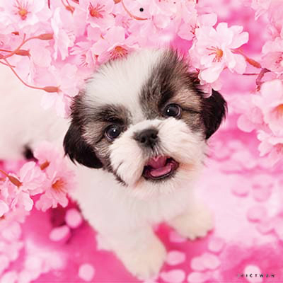 PICTWANカレンダー 4月