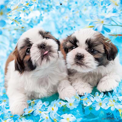 PICTWANカレンダー 5月